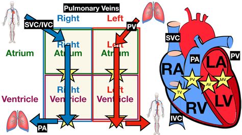 Heart Anatomy: Labeled Diagram, Structures, Blood Flow, Function of Cardiac System — EZmed