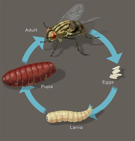 Life Cycle Of A House Fly, Illustration Photograph by Monica Schroeder - Pixels