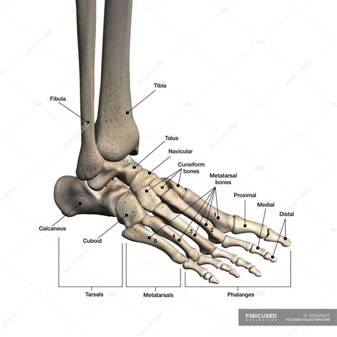 Diagram Of Ankle Bones