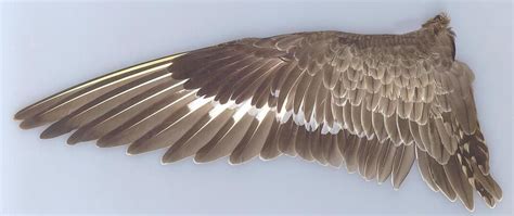 Pin by Maltaiâ Bacher on Winged | Bird wings, Bird, Bird wing anatomy