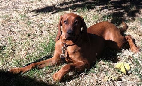 Redbone Coonhound Hunting