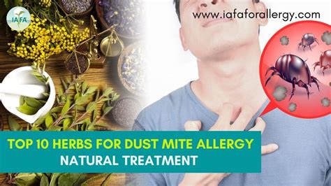 Top 10 Herbs for Natural Treatment of Dust Mite Allergy