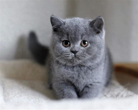 British Shorthair: 7 Reasons To Own This Cat Breed - Irish Boxing