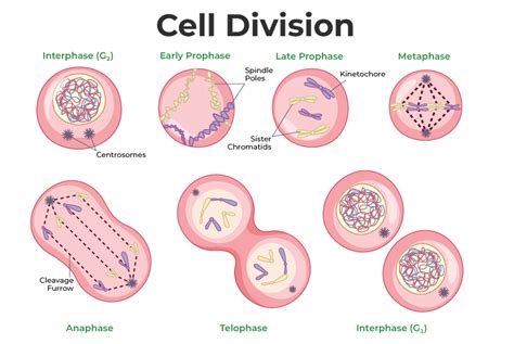 Mitosis And Meiosis Cell Cycle