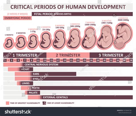 Human Embryo Development Stages