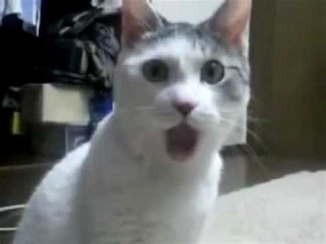 Cat Opens Mouth in Shock =O= - YouTube