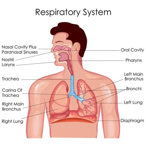 Respiratory system Vector Art Stock Images | Depositphotos