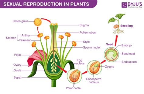 What Is Reproduction? - Definition & Types Of Reproduction