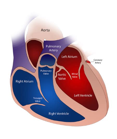 Pulmonary Artery | Function, Anatomy & Location - Lesson | Study.com