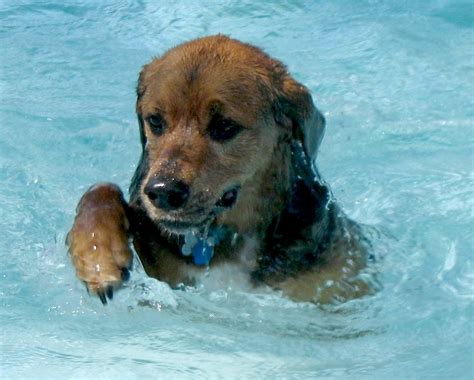 Dog Swimming Pool at Doggie Central Now Open - All Pet News