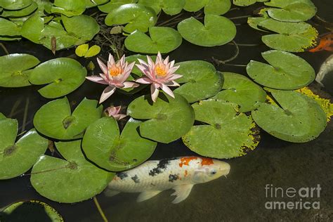 Beautiful lily pond with pink water lilies in bloom with koi fis Photograph by Jamie Pham