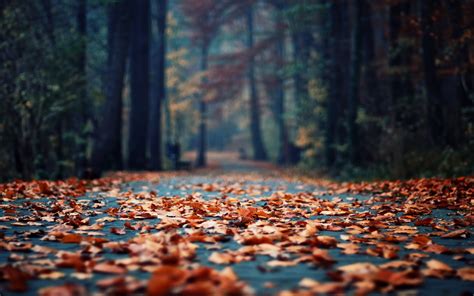 Daily Wallpaper: Fall Leaves | I Like To Waste My Time