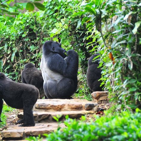 Bwindi Gorilla Families: Habitauted Bwindi Gorilla Groups