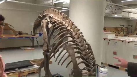 A Look Inside the Museum of Natural History's Dinosaur Hall Video - ABC News