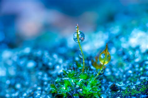 photo Manipulation, Nature, Macro, Colorful, Green, Blue, Depth Of Field, Water Drops, Plants ...