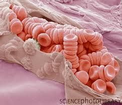 hematology - What magnification do I need to see blood cells? - Biology Stack Exchange