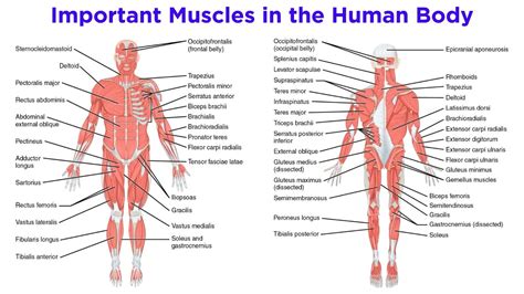 The Muscular System - YouTube