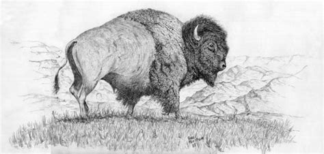 Buffalo Pencil Drawing | Etsy