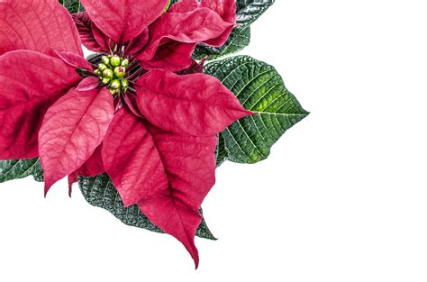 Christmas Flower Free Stock Photo - Public Domain Pictures