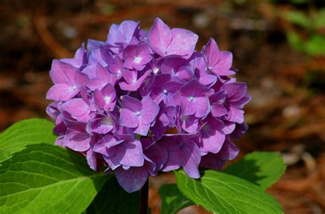 Changing Hydrangea Colors on a Rhapsody Blue