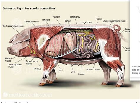 [DIAGRAM] Guinea Pig Anatomy Diagram - MYDIAGRAM.ONLINE