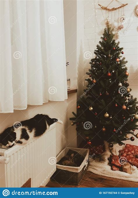 Cute Cats Sleeping Under Christmas Tree with Festive Gift Boxes. Kitty Relaxing Under Decorated ...