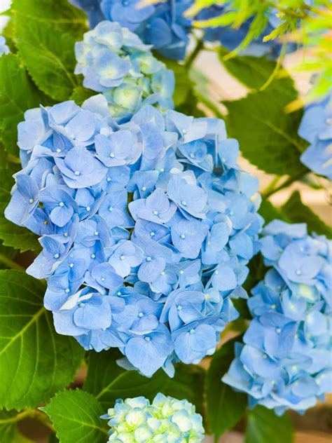 Buy Blue Hortensia - Hydrangea Macrophylla Online | Peppyflora®