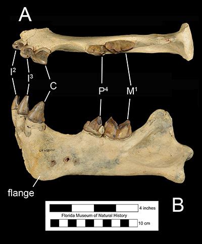 Xenosmilus hodsonae – Florida Vertebrate Fossils