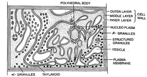 Cell Structure of Cyanobacteria