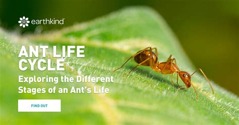 How Long Do Ants Live? The Life Cycle of an Ant | EarthKind