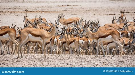 Springbok Antelope stock photo. Image of adventure, arid - 133093906