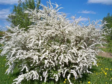 Bridal Wreath Spirea Free Stock Photo - Public Domain Pictures