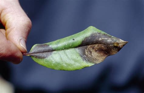 Sudden Oak Death/Ramorum blight | University of Maryland Extension