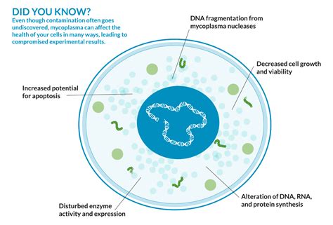 Mycoplasma Treatment Cell Culture - Pregnancy Informations