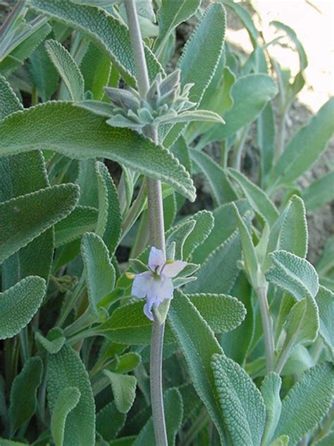 Salvia apiana (White Sage)