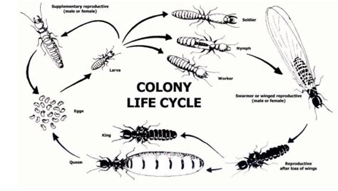 Flying Ants: Life Cycle Of Flying Ants