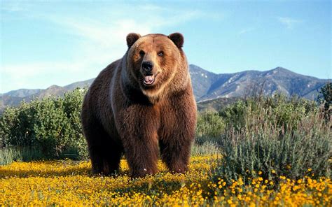 Grizzly Wallpapers - Wallpaper Cave