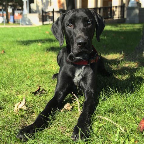 Ryder - Black Labrador Retriever mix