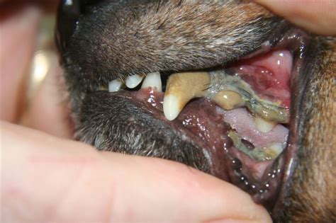 Old Dogs and Rotten Teeth Important To Know – Dr Erik Johnson – Veterinarian