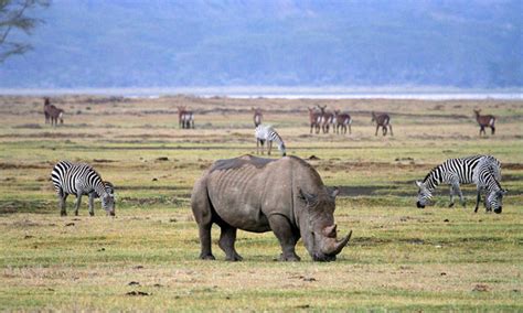 5 Ngorongoro Crater Fun Facts | Ngorongoro Conservation Area