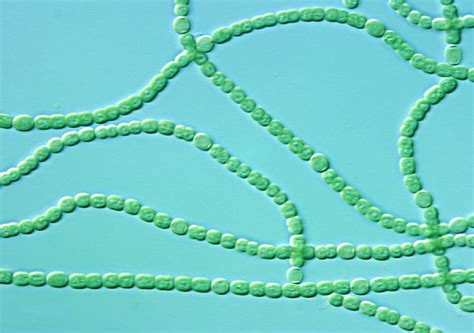 Cyanobacteria | Flickr - Photo Sharing!