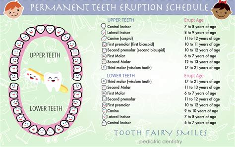 Teeth Eruptions—Baby and Permanent Teeth Timeline - Tooth Fairy Smiles