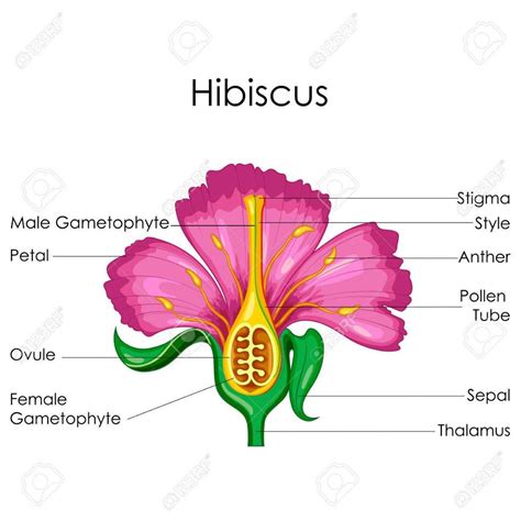 Flower Diagram With Labeled Parts