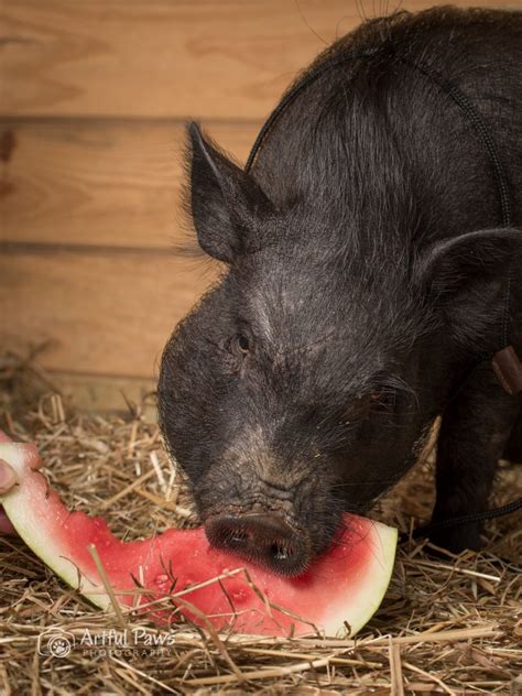 Watermelon the Pig-Rescue Pet of the Week - VA Pet Photography - Artful Paws Photography