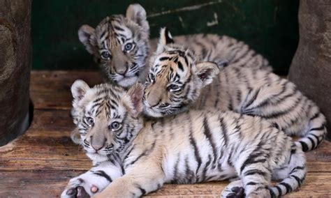 Bengal Tiger Cubs Images