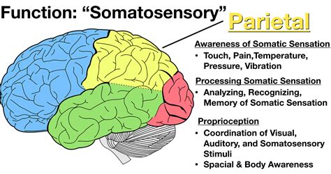 Parts Of The Brain Lobes