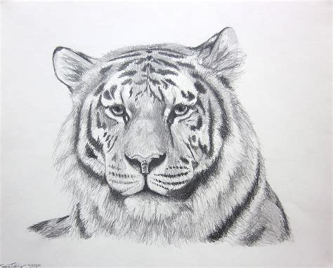 Tiger Pencil Drawing at PaintingValley.com | Explore collection of Tiger Pencil Drawing