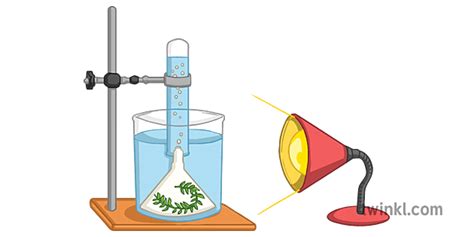 Light Intensity Photosynthesis Experiment Illustration - Twinkl