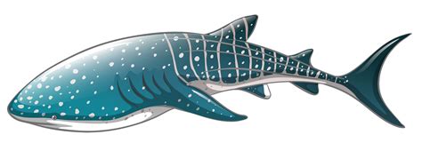 Whale shark clipart 20 free Cliparts | Download images on Clipground 2024