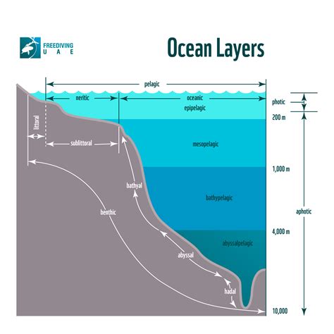 Layers of the Ocean - Freediving in United Arab Emirates. Courses, Certificates and Equipment